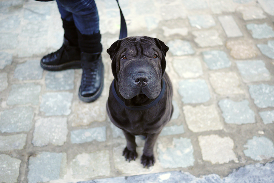 brussels_4