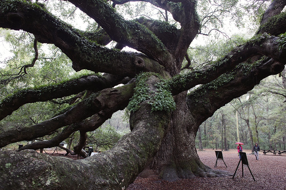 charleston1_23