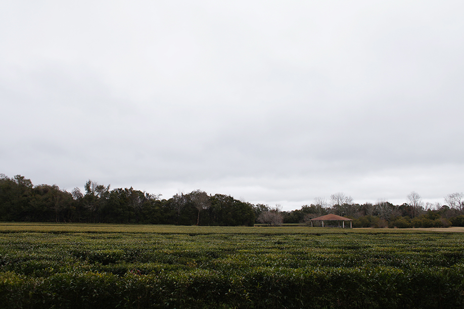 charleston1_24