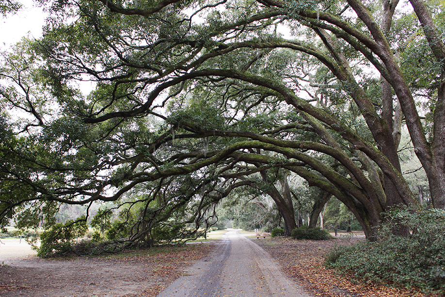 charleston1_25